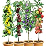 BALDUR Garten 4er Säulen-Obst-Kollektion Birne, Kirsche, Pflaume & Apfel, Pflanzen wurzelballiert, als Säule Birnbaum, Kirschbaum, Pflaumenbaum, Apfelbaum, Obstbaum-Kollektion, winterhart
