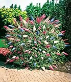 BALDUR Garten 1x dreifarbiger Schmetterlingsstrauch Papillion Tricolor, Pflanze im 12 cm-Topf, Buddleja davidii, Buddleia Schmetterlingsflieder, Sommerflieder, winterhart, trockenresistent