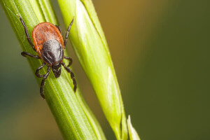 Foto: Risto Hunt | Dreamstime.com